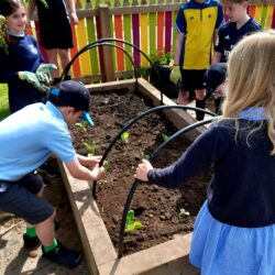 planting plants in a flower bed